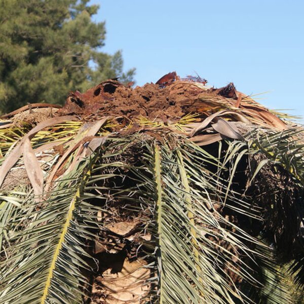 Palmeira contaminada (pormenor do topo da copa)
