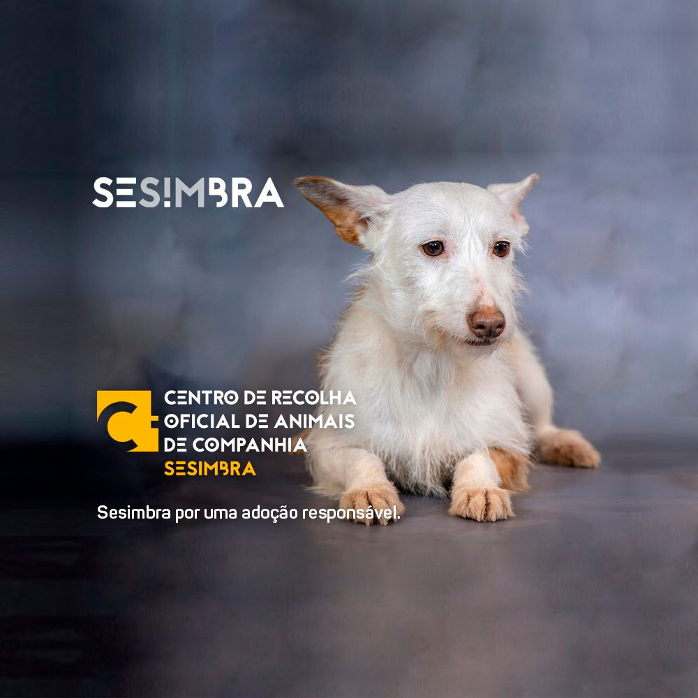 CROAC Sesimbra - Centro de Recolha Oficial de Animais de Companhia
