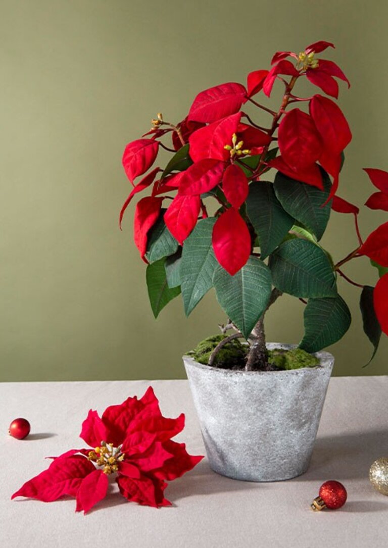 Flores de Natal e Degustação de Doces - CM Sesimbra