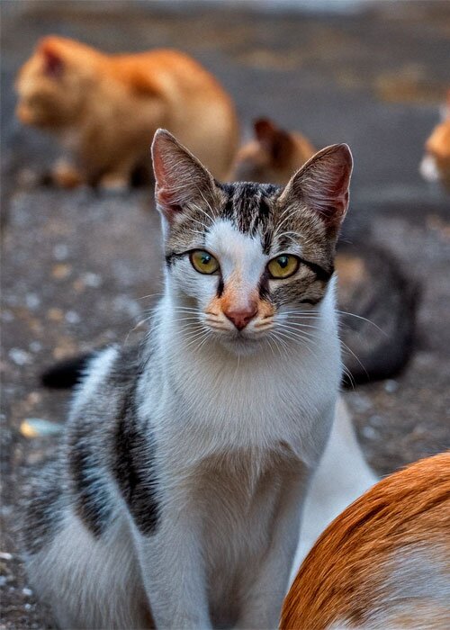 captura_felinos