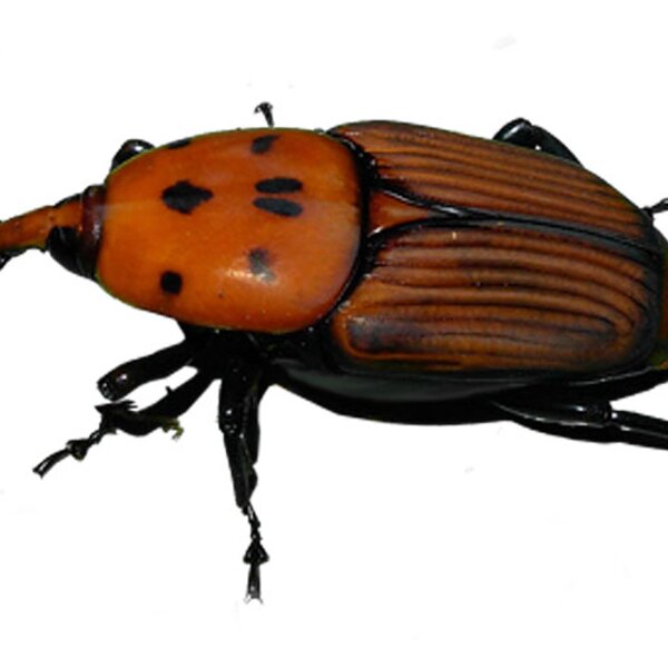 Escaravelho das Palmeiras (indivíduo adulto)