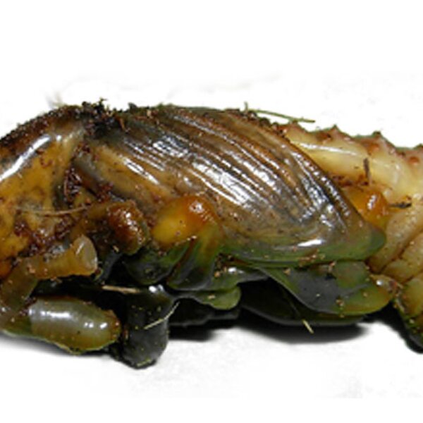 Escaravelho das Palmeiras (fase de pupa)