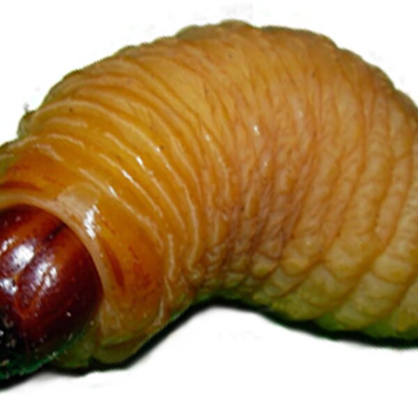 Escaravelho das Palmeiras (larva)