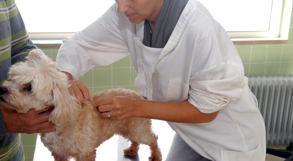 RJR_Vacinacao_antirabica__3_