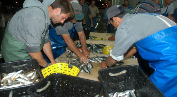 tomada-posicao-sardinha