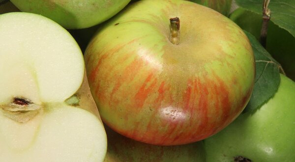 2015-mostra-maca-camoesa