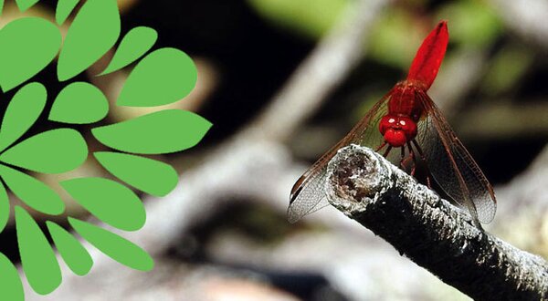 libelulas-libelinhas2