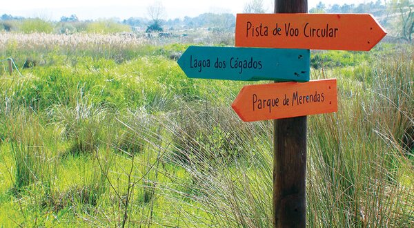 campanha_reflorestacao_corr