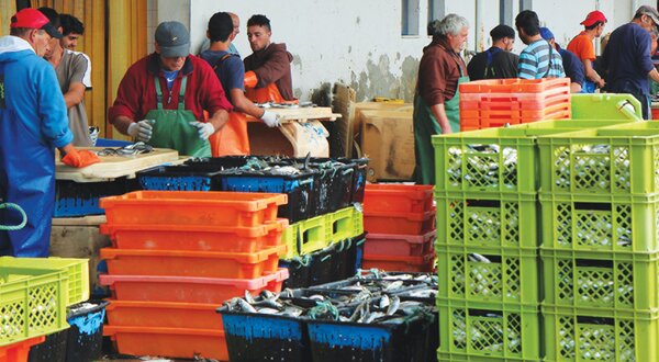 interdicao-pesca-sardinha-sesimbra