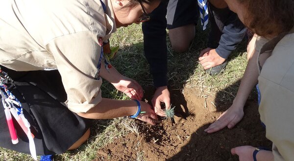 plantacao-arvores-parque-varzea