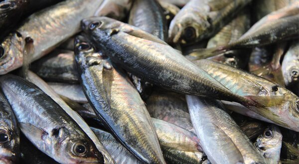 sesimbra-peixe-em-lisboa