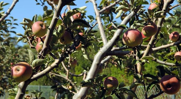 maca_camoesa_sfl_7638__7_