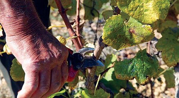 poda_enxertia_1_1280_720