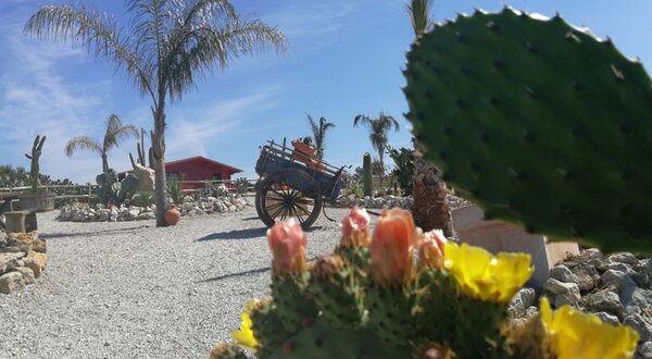 atlantis_cactus_105641