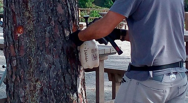 microinjecao_lagarta_pinheiro