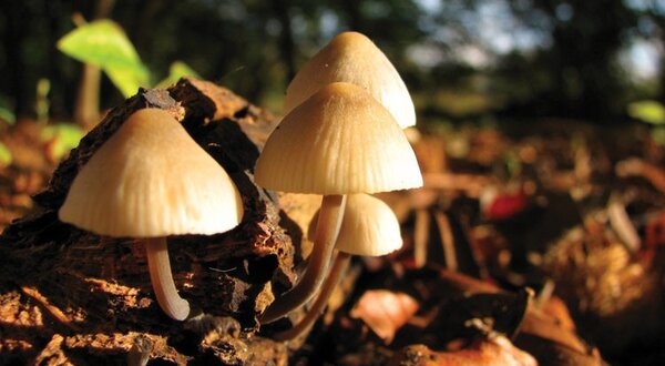 mushroom_1385939