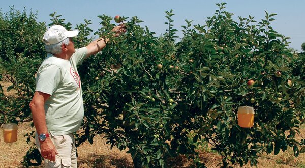 maca_camoesa_produtor