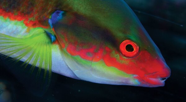 foto_armindo_pereira