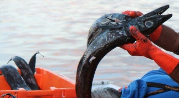 peixe_espada_preto_1_