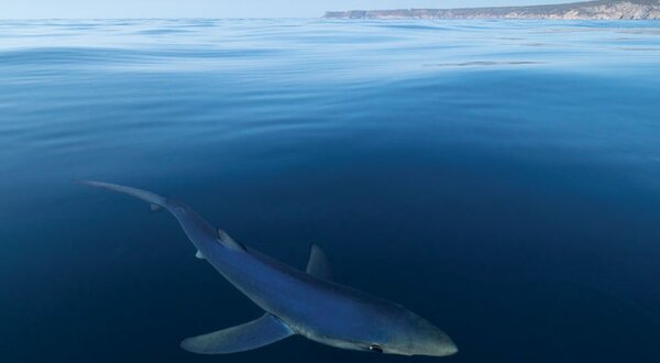 biomares_mar_especial_1_1024_2500