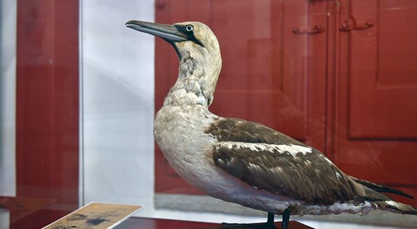 expo_d_carlos_museu_maritimo