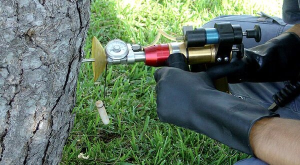 processionaria_1_1024_2500