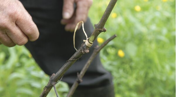 formacao_poda_e_enxertia