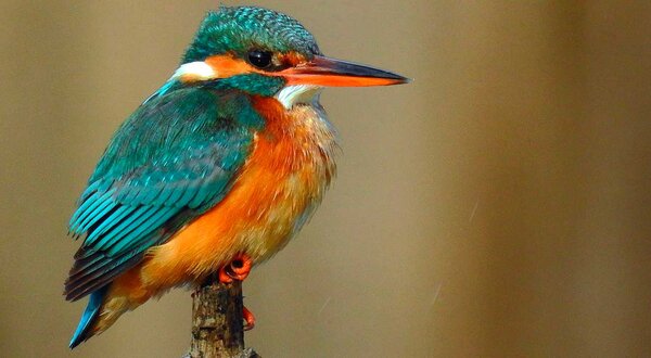 guarda_rios_daniel_raposo