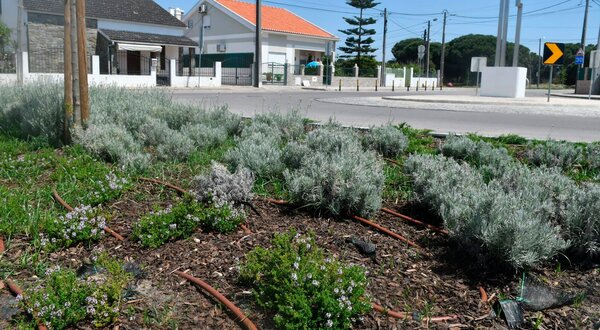 arranjo_canteiros_quinta_do_conde