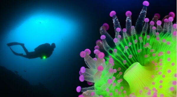 limpeza_subaquatica_2022