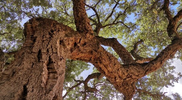 sobreiro_1_1_900_600