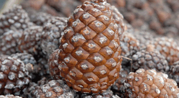 pinha_1_1_1024_2500_1_2500_2500_1_900_600_1_900_600