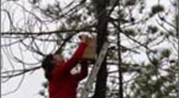 rj_colocacao_ninhos_grande