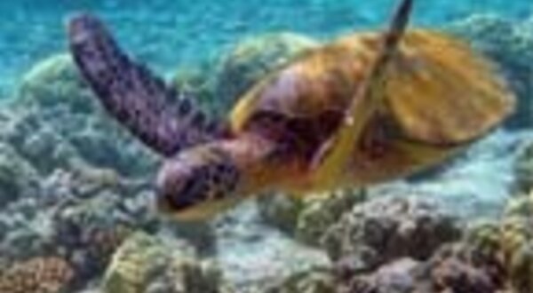 ijornadassembarreiras