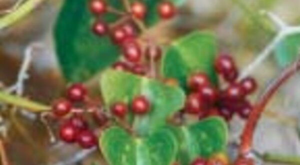 floradazonadocaboespichel