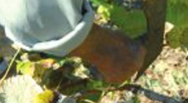 17a3xcursopodaenxertia_final1