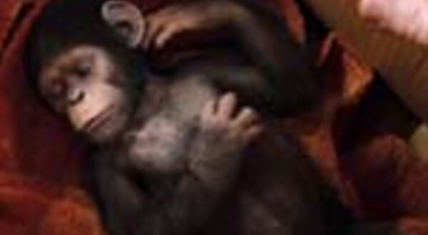 filmeplanetadosmacacosaorigem