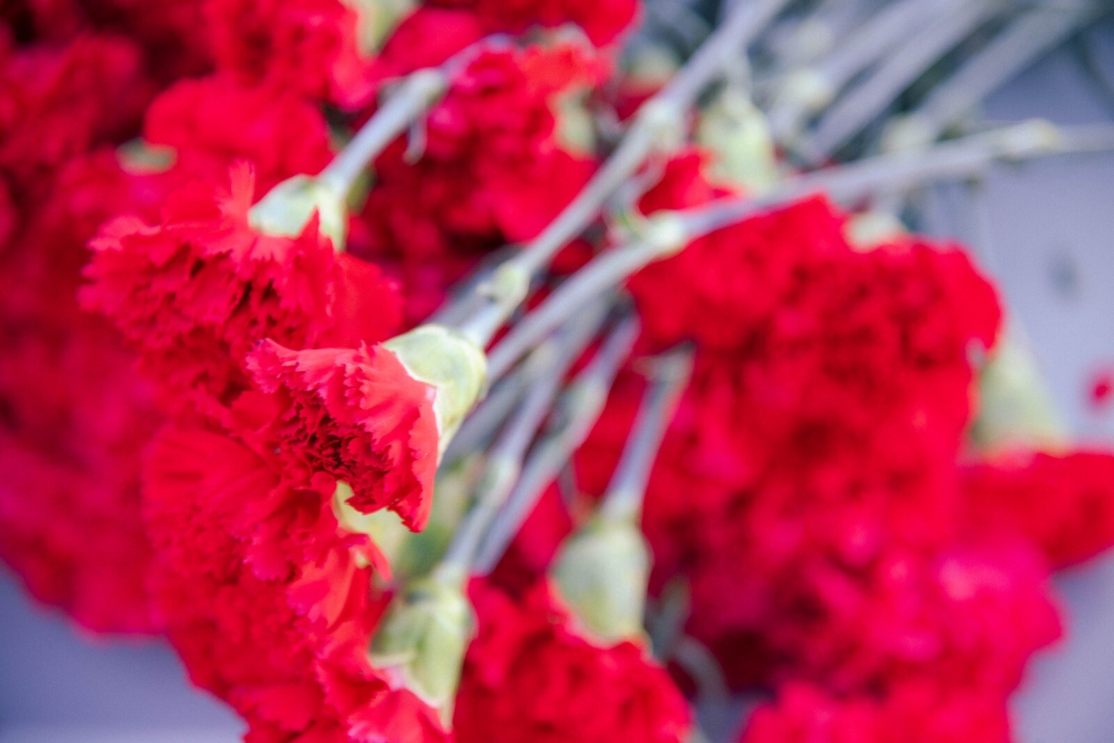 25 de Abril 2022_Quinta do Conde (38)