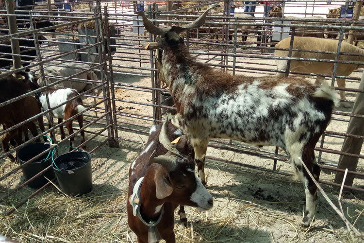 Quinta na Moagem 2017