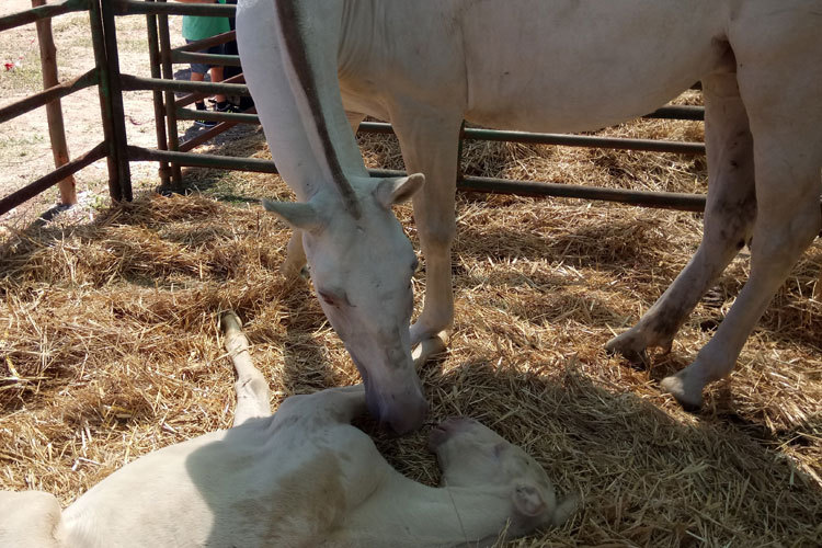 Quinta na Moagem 2017