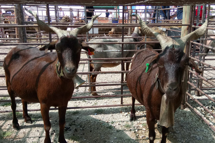 Quinta na Moagem 2017