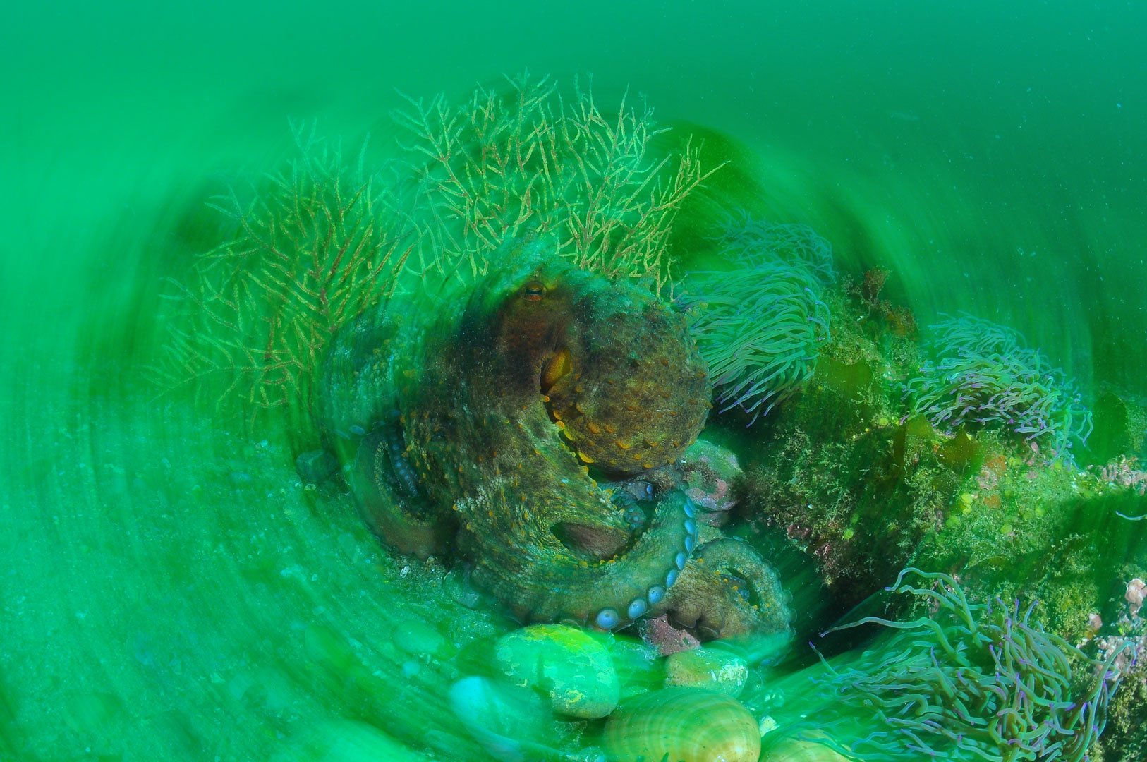 Rui Janarra, 1º Lugar - Arrastamento