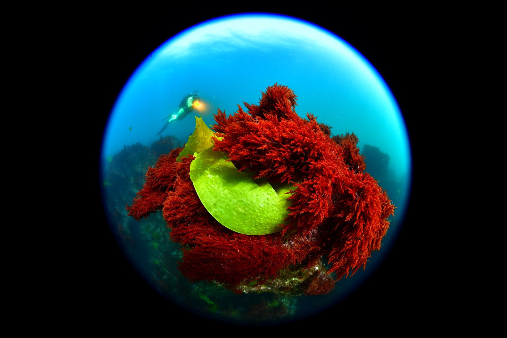 Rui Bernardo, 1º Lugar - Grande Angular com Mergulhador