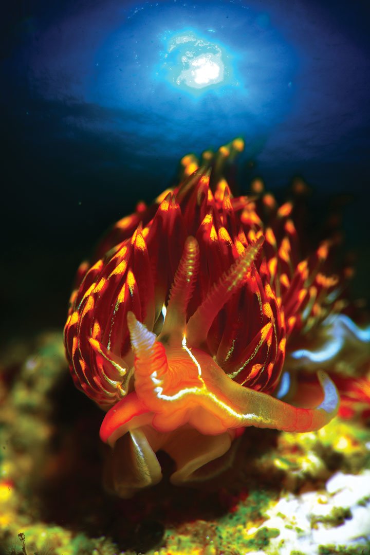 Rui Bernardo, 1º Lugar - Macro