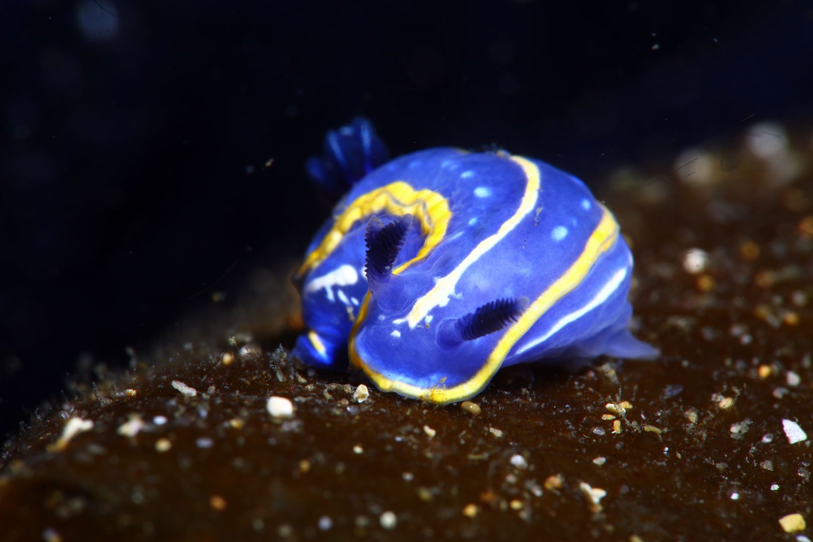 Bruno Verhulst, 2º Lugar - Macro