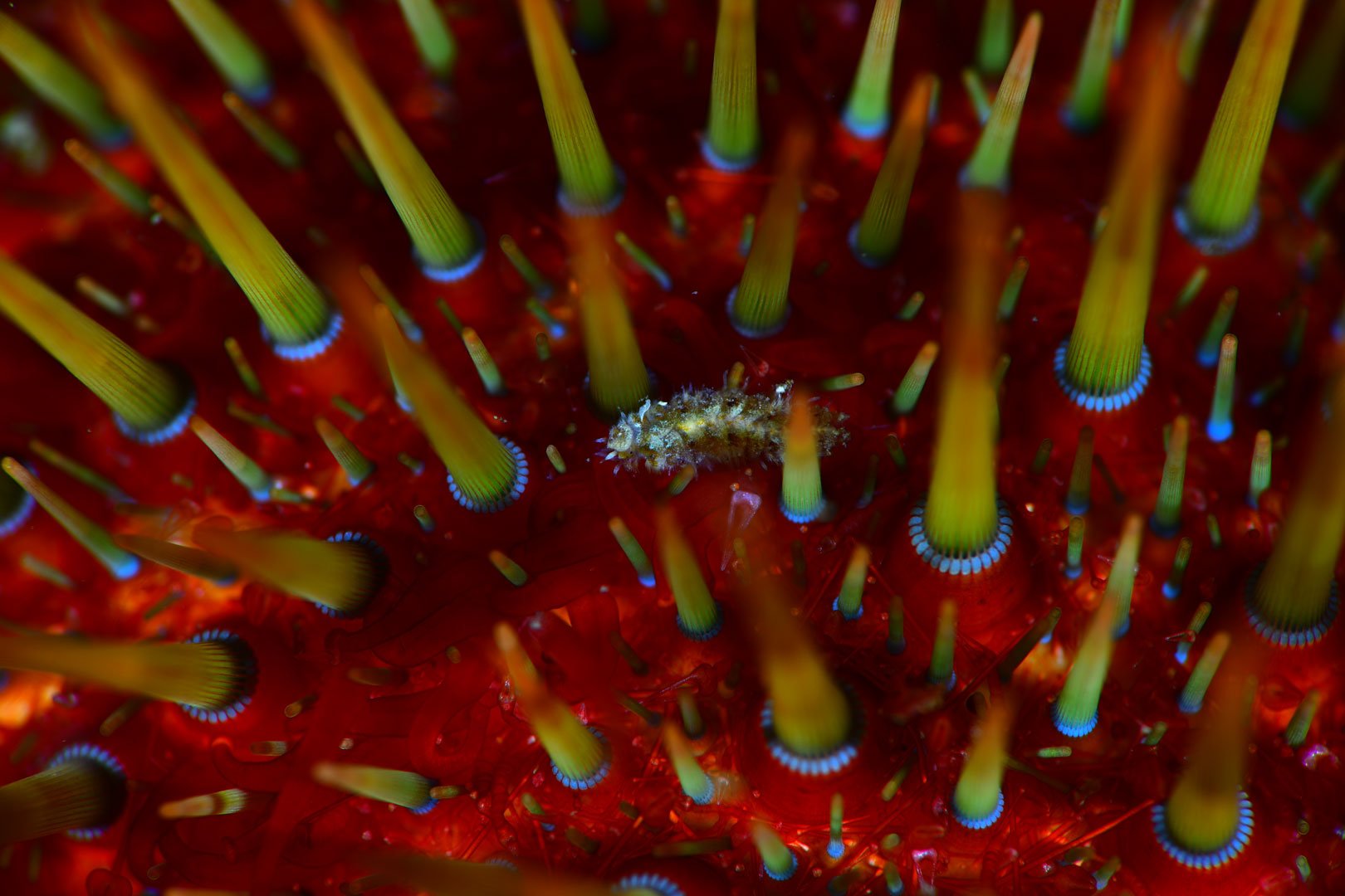 Rui Bernardo, 1º Lugar - Macro com tema