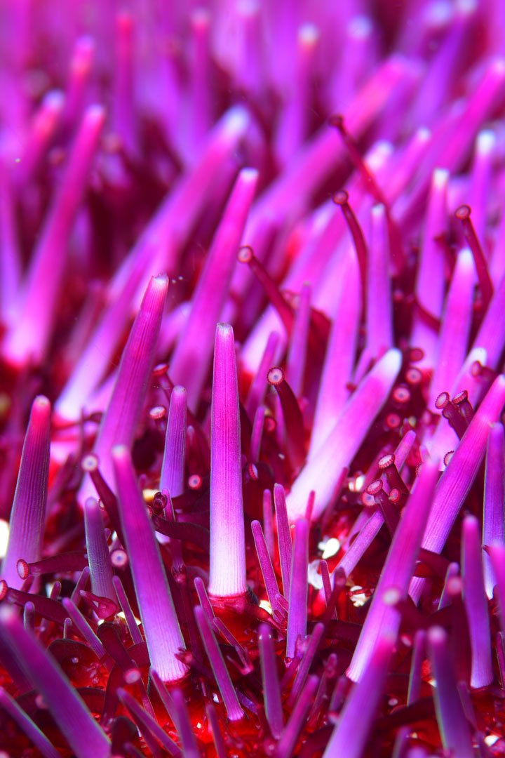 Rui Janarra, 7º Lugar - Macro com Tema