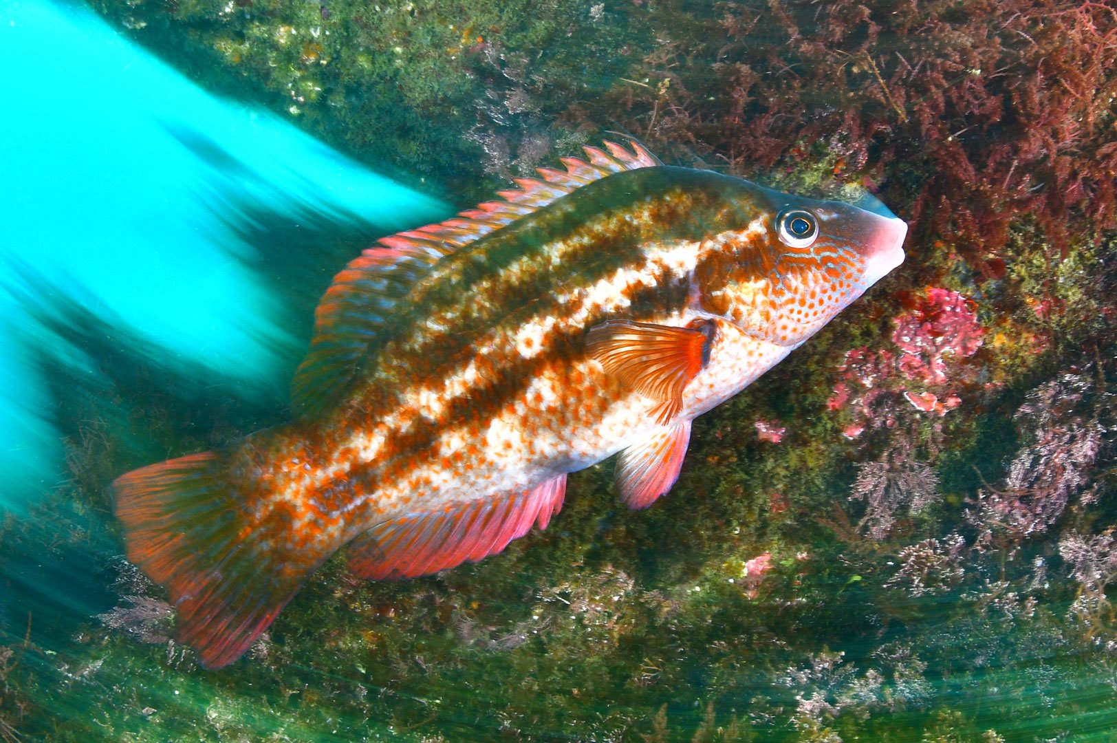 Rui Bernardo, 1º Lugar - Peixes