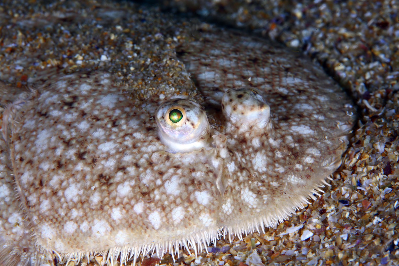 Bruno Verhulst, 9º Lugar - Peixes