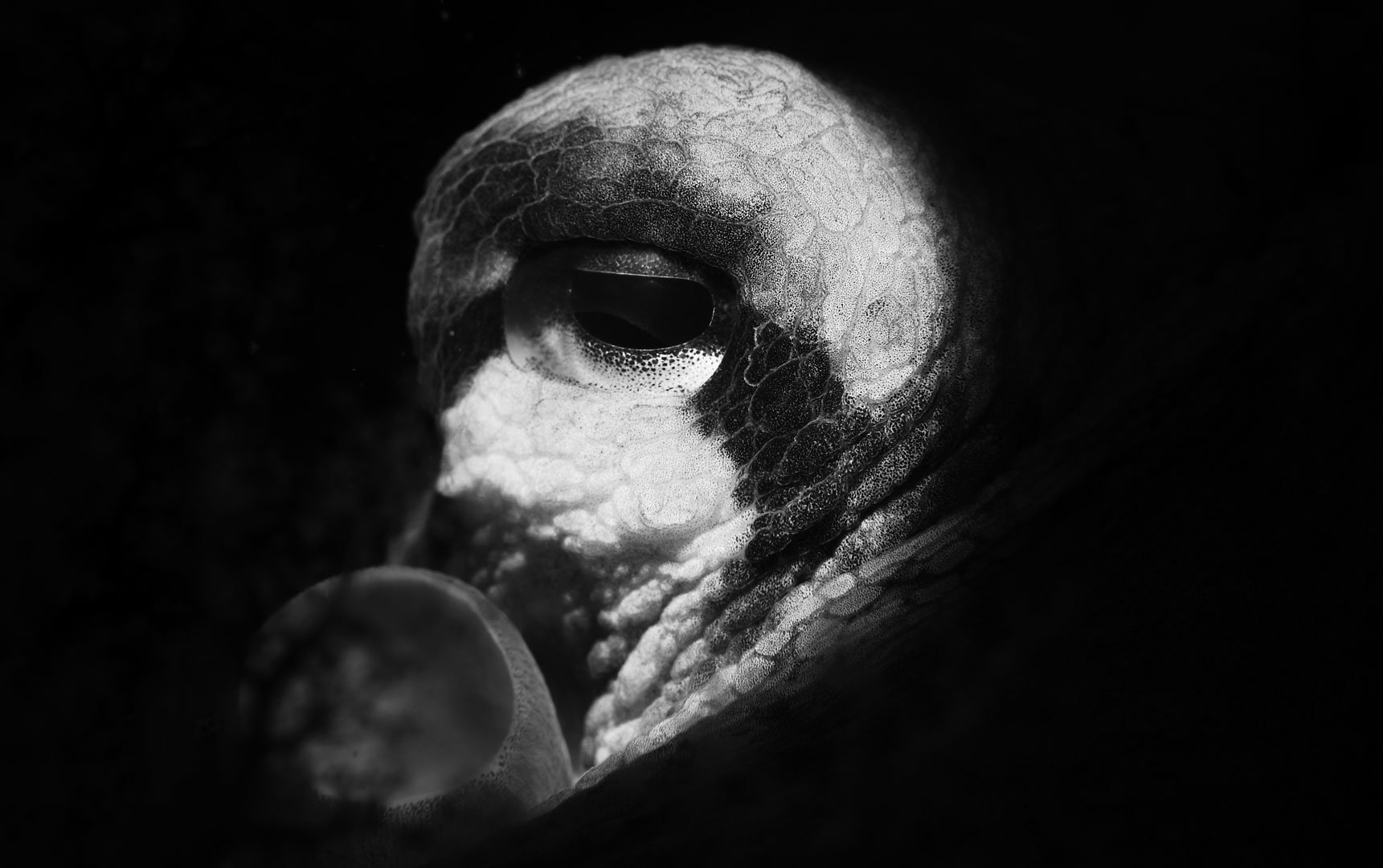 Nuno Gonçalves, 1º Lugar - Preto e Branco